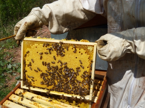 un toit pour les abeilles