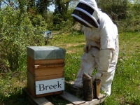 La ruche Breek !
